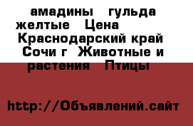 амадины   гульда желтые › Цена ­ 5 000 - Краснодарский край, Сочи г. Животные и растения » Птицы   
